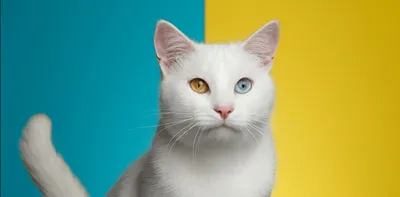 Кошки с разными глазами: переданная душа в глазах