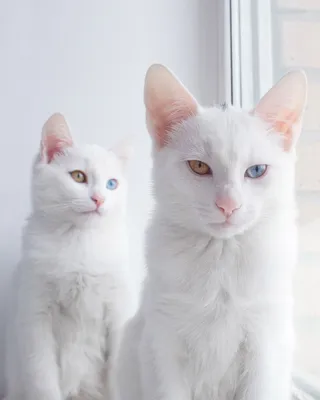 Кошки с разными глазами: сделайте свой выбор с удовольствием