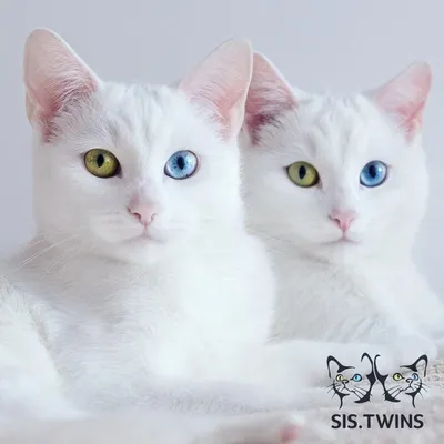 Кошки с разными глазами: проникновенность взгляда