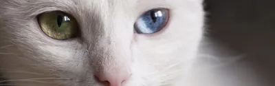 Изображения Кошки с разными глазами: попадите в самую точку