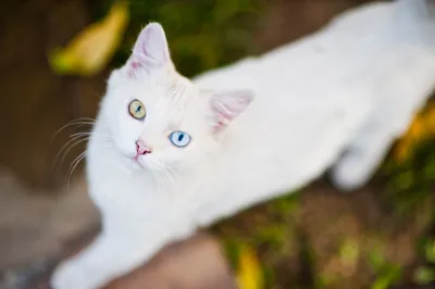 Фото Кошки с разными глазами: возможности скачивания