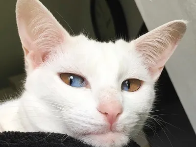 Фото Кошки с разными глазами: глазами они говорят