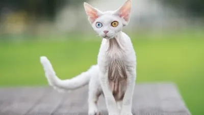 Кошки с разными глазами: погрузитесь в загадочность