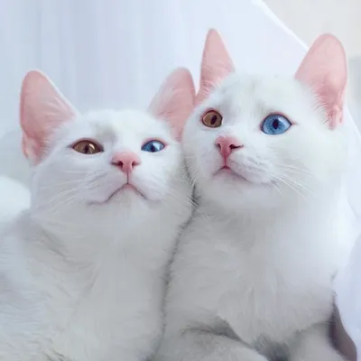 Кошки с разными глазами: выберите вашу любимую композицию