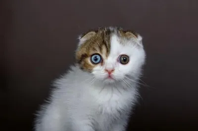 Фото Кошки с разными глазами: сделайте свою коллекцию