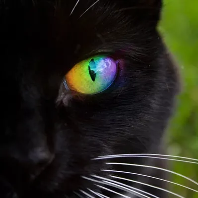 Кошки с разными глазами: красивые картинки