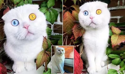 Кошки с разными глазами: изысканный и яркий выбор