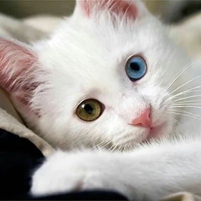 Кошки с разными глазами: фантазия сливается с реальностью