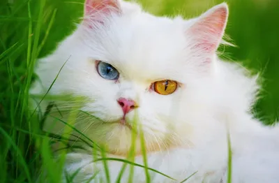 Кошки с разными глазами: картина, которая оживает перед вами
