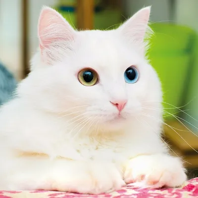 Изображения Кошки с разными глазами на ваш выбор