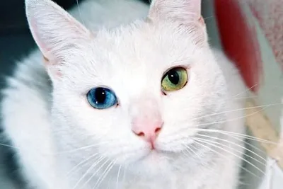 Кошки с разными глазами: в формате png для лучшего качества