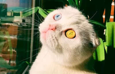 Кошки с разными глазами: с яркими и уникальными глазами