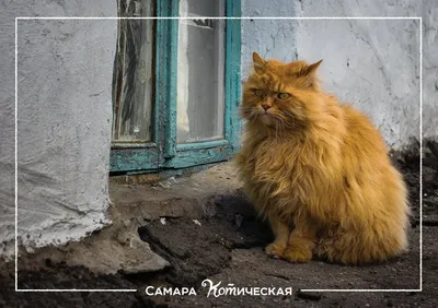 Фотографии кошек Самарской области - прекрасная находка для коллекционеров
