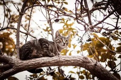 Фото кошек самарской области - настоящий визитка региона