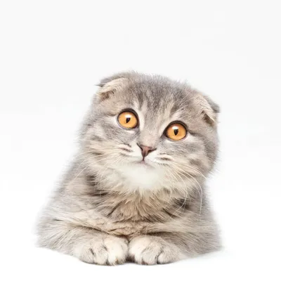 Фото шотландских кошек: пушистые красавцы на фотографиях