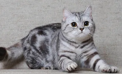 Шотландские кошки: прекрасные снимки для скачивания