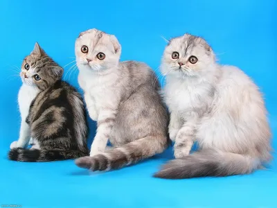 Фото шотландских кошек: нежность и милое выражение лица