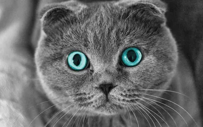 Шотландские кошки: фотографии, которые воруют внимание