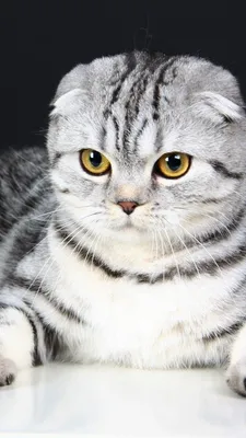 Фото шотландских кошек: прекрасная порода на каждом изображении