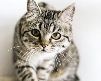 Фото шотландских кошек: красота на каждом снимке