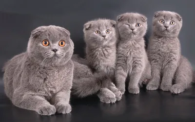 Скачивайте фото кошек скоттиш фолд в формате jpg