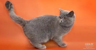 Фотографии кошек скоттиш фолд в разных размерах