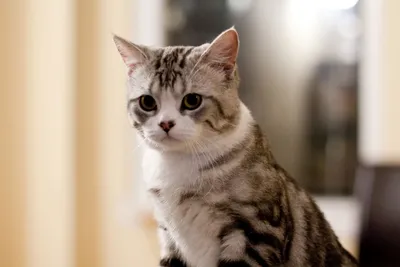 Фотографии кошек скоттиш фолд для скачивания в png