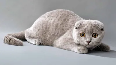 Изумительные фото кошек скоттиш фолд