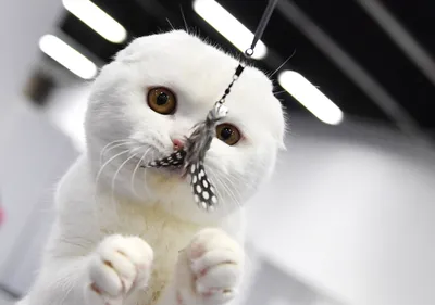 Фотографии кошек скоттиш фолд для использования в обоях