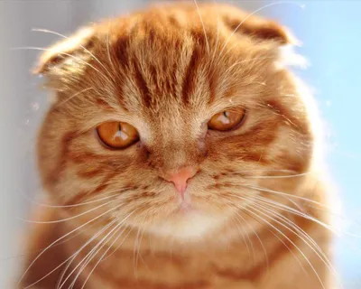 Душевные изображения кошек скоттиш фолд