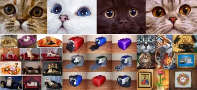 Фото кошек скоттиш фолд в разных размерах и форматах