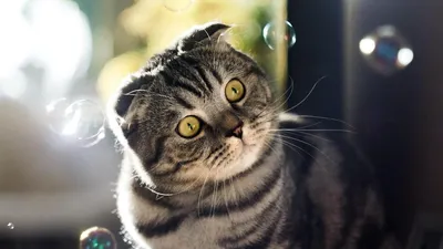Фотографии кошек скоттиш фолд - идеальный выбор для любителей