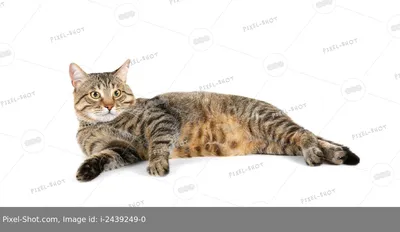 Фотографии кошек для скачивания в формате png