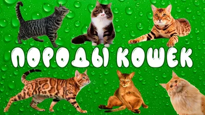 Изображения кошек: фото для фона