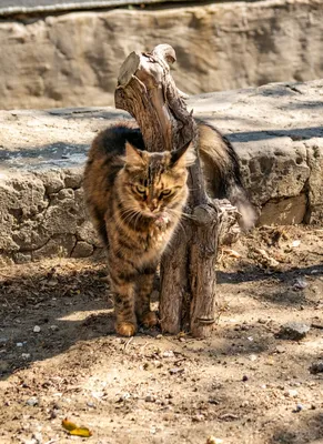 Фото Кошки слайд шоу: фоновые картинки с кошками