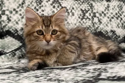 Кошки слайд шоу: картинки кошек в хорошем качестве