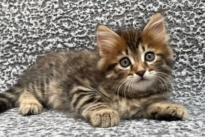 Фото Кошки слайд шоу: фоновые картинки котят