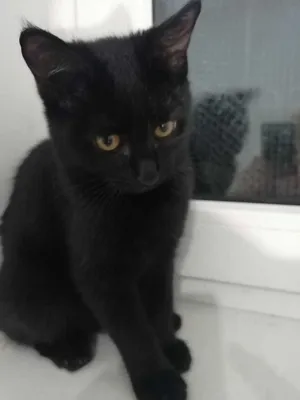 Кошки слайд шоу: бесплатные изображения кошек