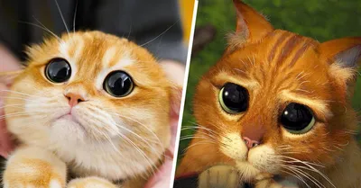 Изобразительное искусство: фотографии кошек в объятиях