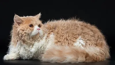Фото кошек в объятиях: создайте атмосферу теплоты и уюта