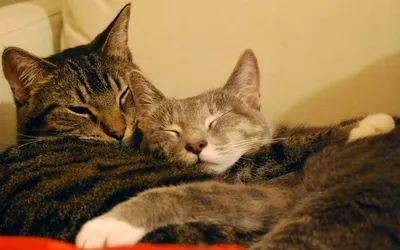 Фото кошек в обнимку: бесплатные изображения для скачивания