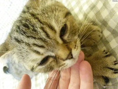 Ощущение спокойствия: фотографии кошек в объятиях