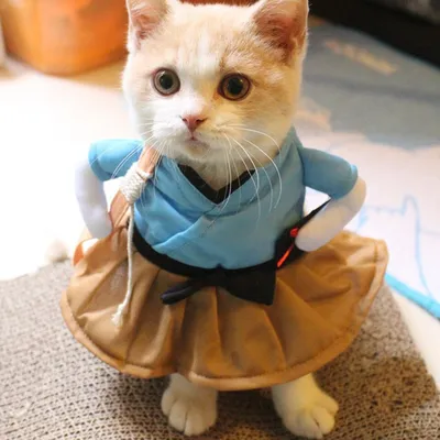 Фотографии гламурных кошек в стильных нарядах