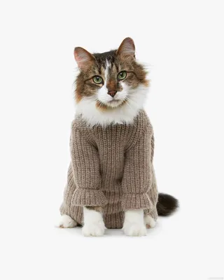Изысканные кошки в одеждах для любого случая