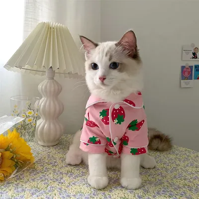 Кошки в ошеломляющей одежде: фотографии высокого качества