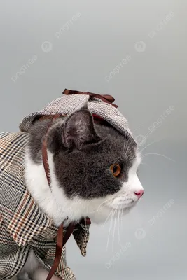 Уникальные фотографии кошек в разнообразных нарядах