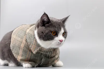 Роскошь и стиль: кошки в модной одежде