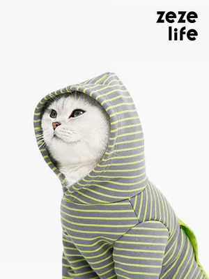 Эксклюзивные фотографии кошек в нарядах для свободного скачивания