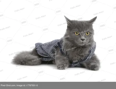 Прикоснитесь к моде: кошки в разной одежде на всех фотографиях
