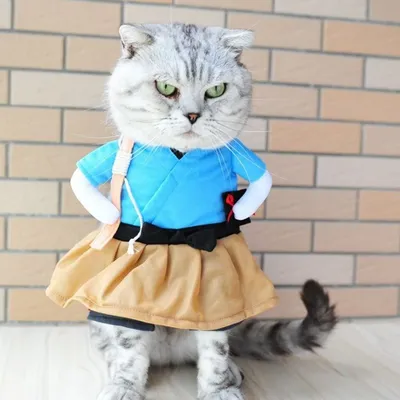 Одежда, олицетворяющая стиль: кошки в ярких нарядах